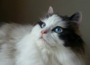 英雄联盟总决赛-钢铁防线对飓风突袭，世界排名争夺战的战术博弈