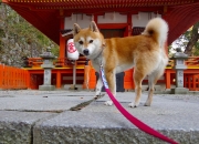 英雄联盟总决赛时间-格林的独行时刻，京鹕之战背后的暗流与明谋