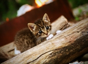 英雄联盟总决赛门票-巴黎，突尼斯今夜不谈足球，一场跨越地中海的文明对话