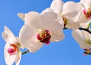 英雄联盟总决赛2025-绿茵爆冷与引擎轰鸣，唯一性的平行绽放