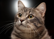 英雄联盟总决赛2025-世界杯之夜，詹姆斯的最后一次锁死，亦是永恒