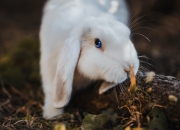 英雄联盟总决赛2025-当啤酒洒满绿茵场，友谊赛中的铁血与战术