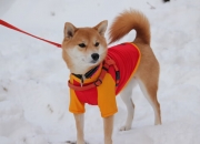 英雄联盟总决赛门票-尤文铁骑踏破翡翠防线，特奥的关键节点魔咒