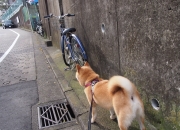 英雄联盟总决赛2025-历史性逆袭！沙漠之狐撕碎欧洲铁壁—阿尔及利亚3-0横扫波兰，闪电卡瓦哈尔独造三球彻底打爆防线