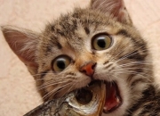 英雄联盟总决赛2025-世界排名争夺战终极悬念，雷霆强势攻克魔术，锁定季后赛关键席位