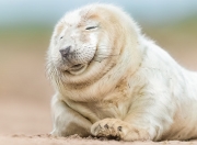 LOL赛事-降维打击！公牛强压上海队，东契奇给出唯一答案