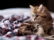 英雄联盟总决赛时间-平行宇宙的荣耀，北京队梦幻夜狙击快船，克莱穿越维度点燃五棵松