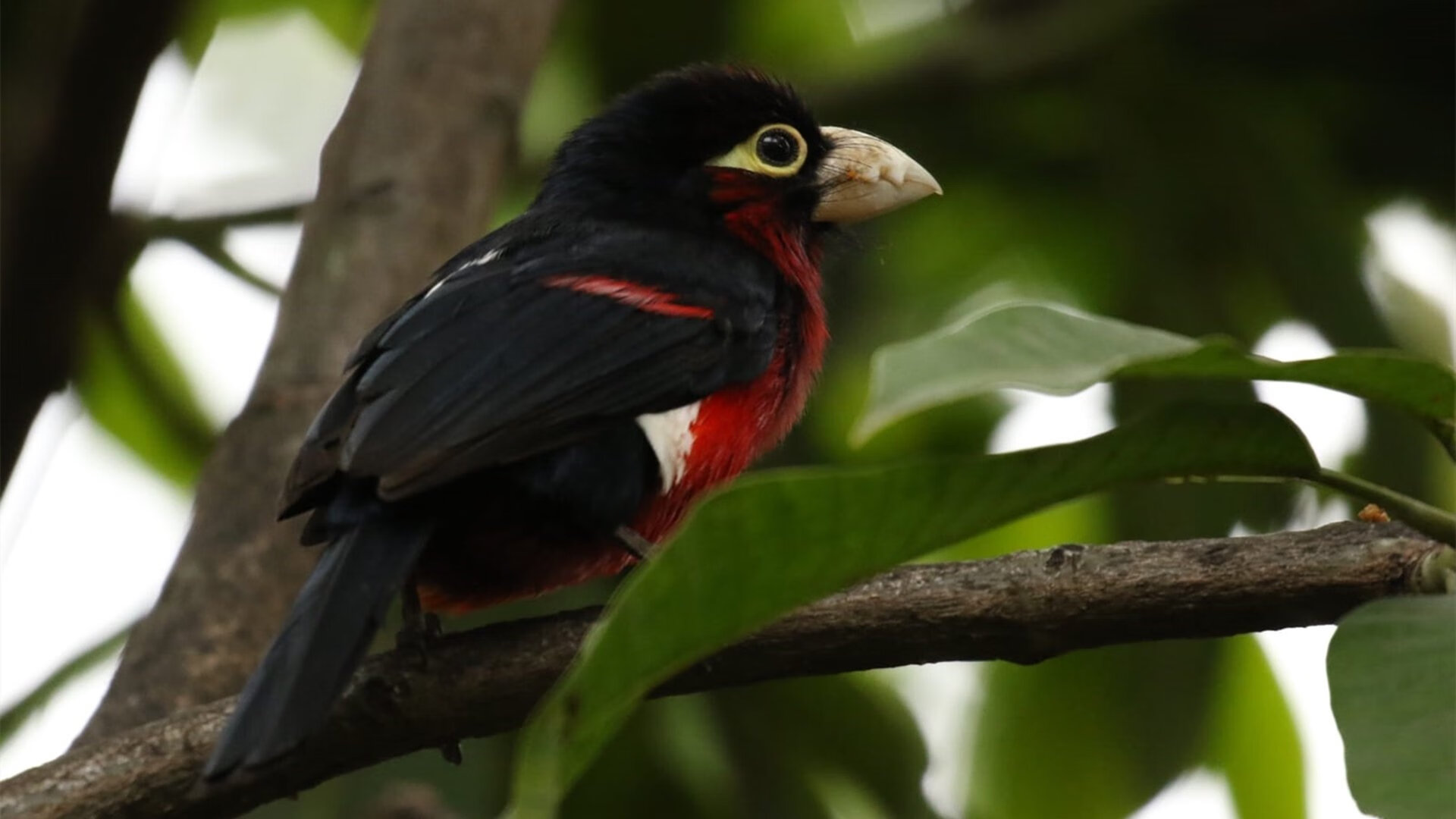 恩比德一剑封喉，约基奇暗度陈仓—关键回合的两种不手软哲学