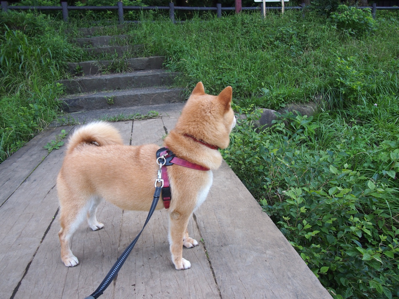 黄袍加身，黄喜灿边路魔法，让佛罗伦萨在哥伦比亚的咖啡风暴中惊险绽放