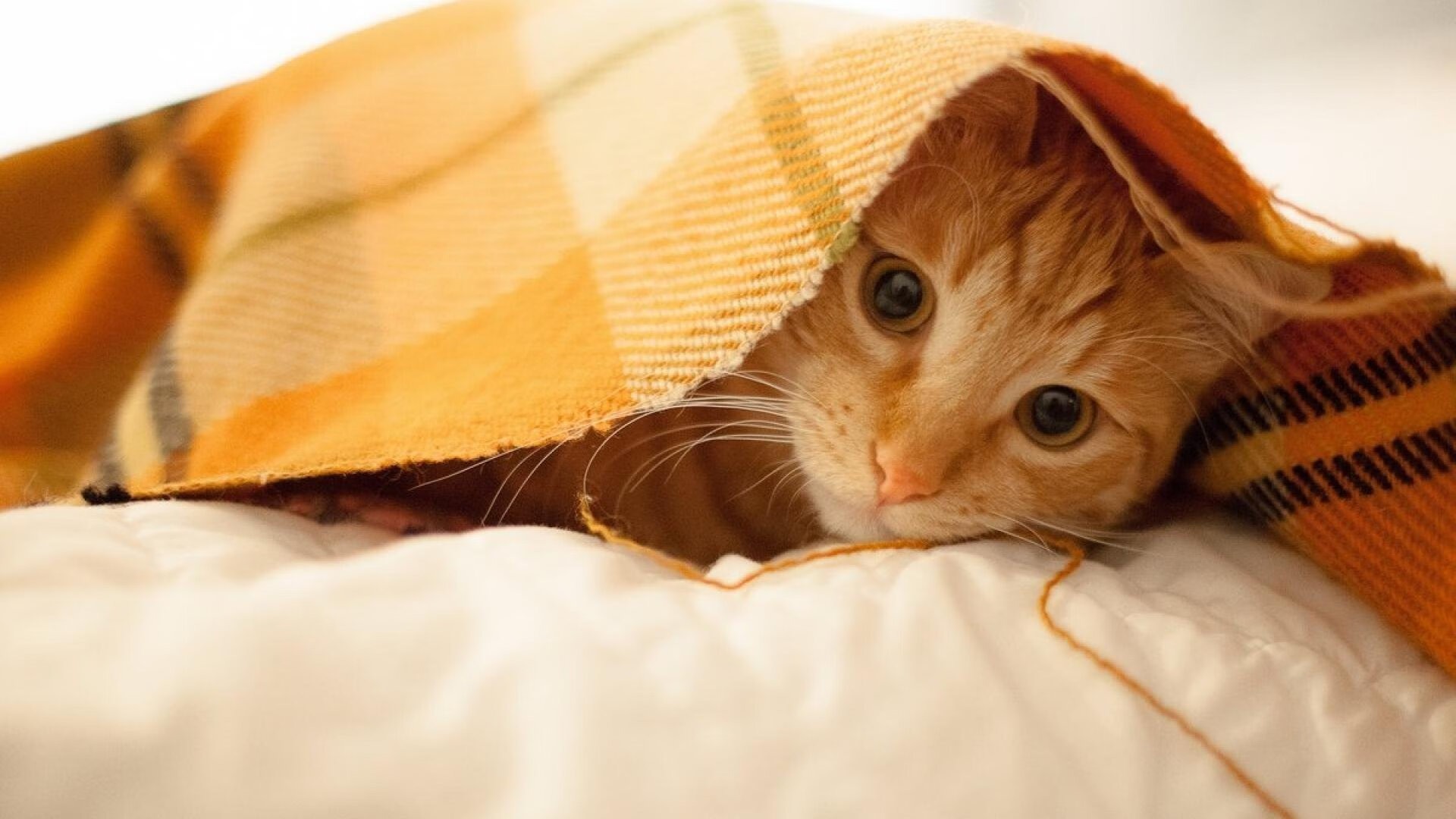 中超焦点战再现意甲激情，浙江队稳稳拿下辽宁队