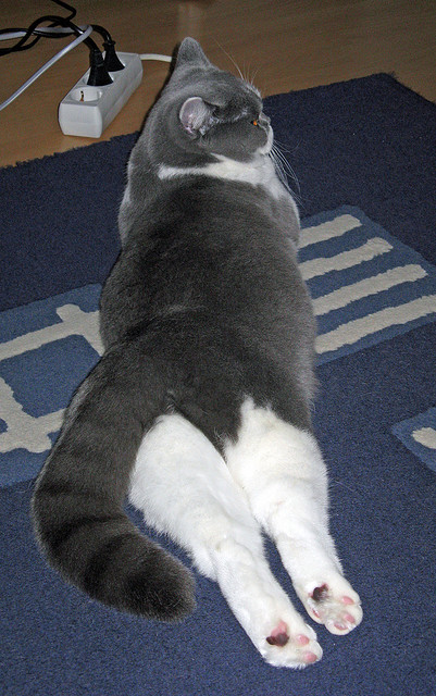 布伦森狂砍35分统治攻防,猛龙国际赛力克北京队展现实力