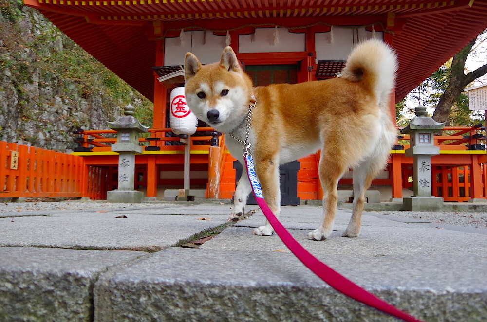 格林的独行时刻，京鹕之战背后的暗流与明谋