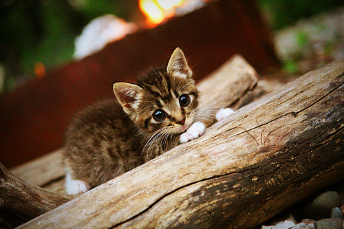 巴黎，突尼斯今夜不谈足球，一场跨越地中海的文明对话