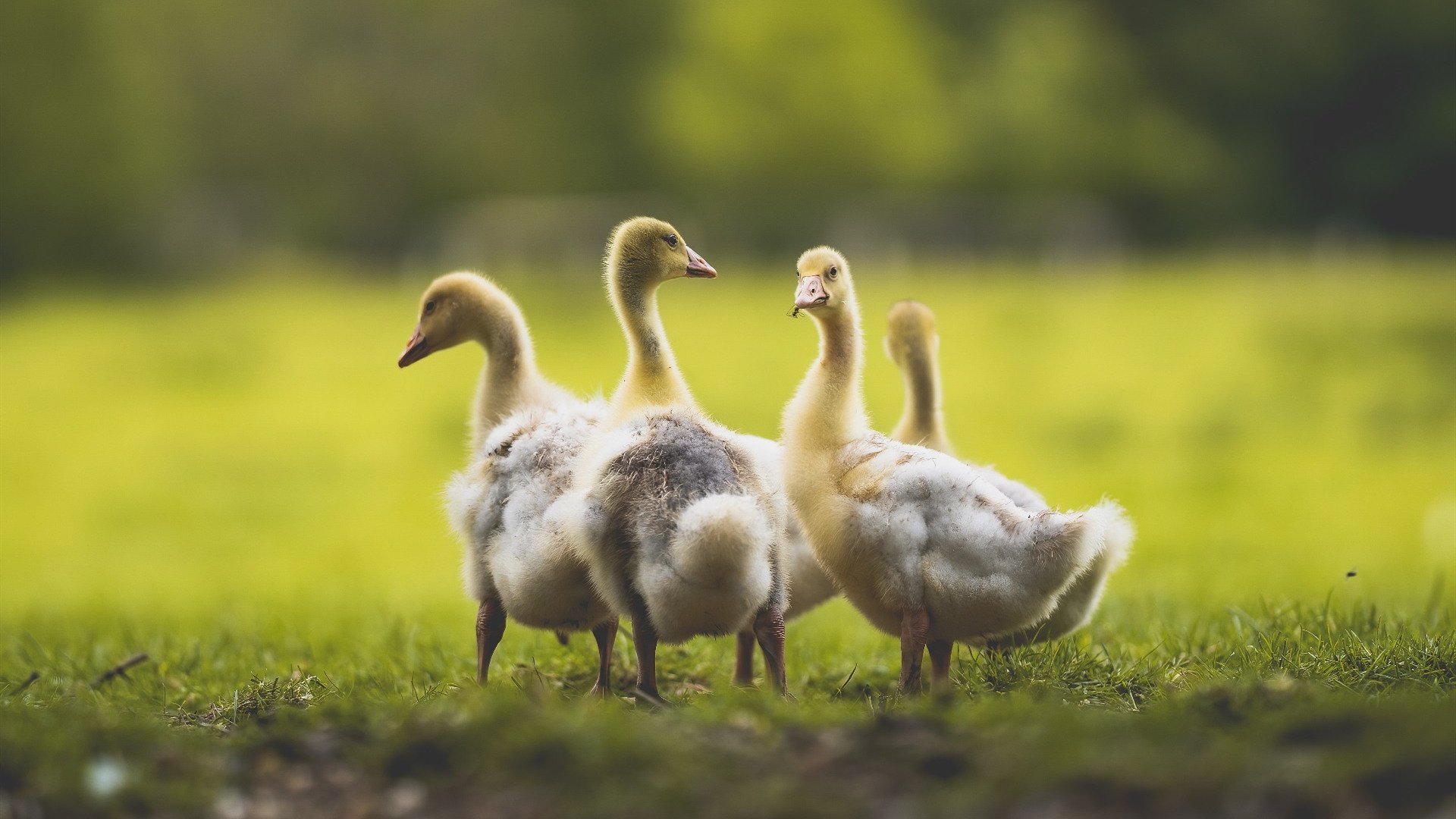 当CBA铁壁遇上NBA利刃，西亚卡姆一己之力掀翻太平洋对决