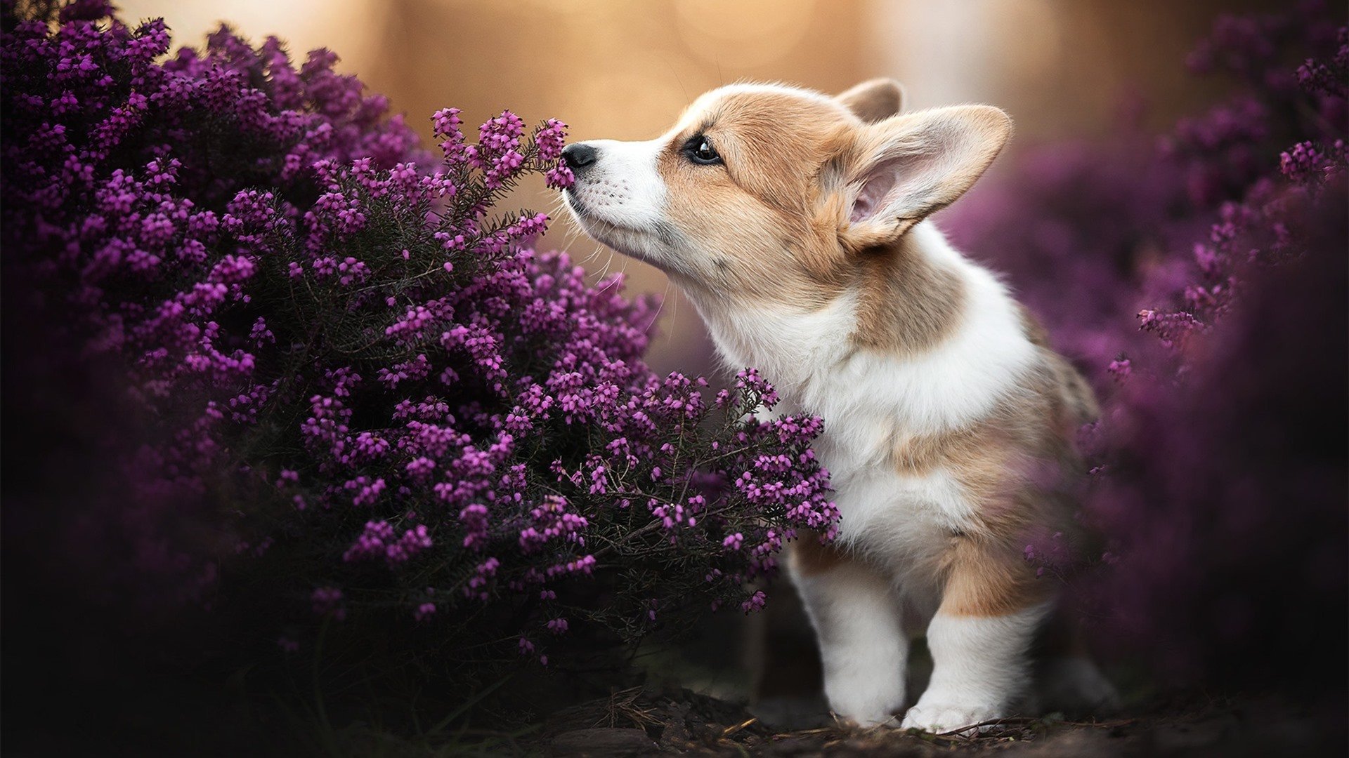 繁星与孤月,勇士的团队风暴中,字母哥的悲壮叙事