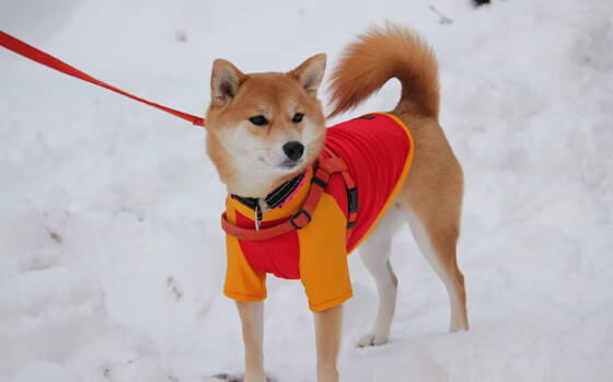 尤文铁骑踏破翡翠防线,特奥的关键节点魔咒