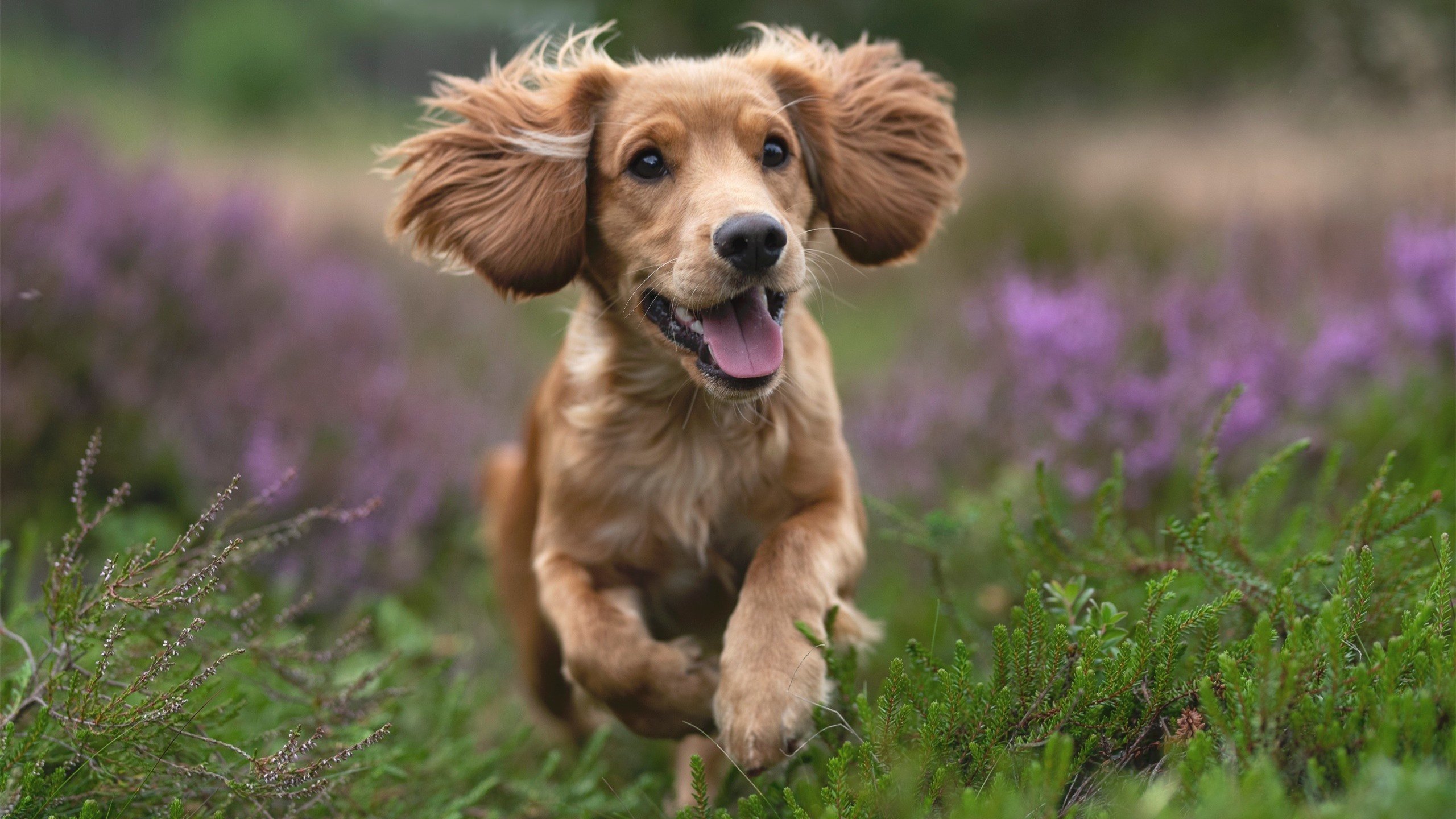 末日？救赎！杰伦·格林压哨绝杀为上海浇铸的唯一性夜晚
