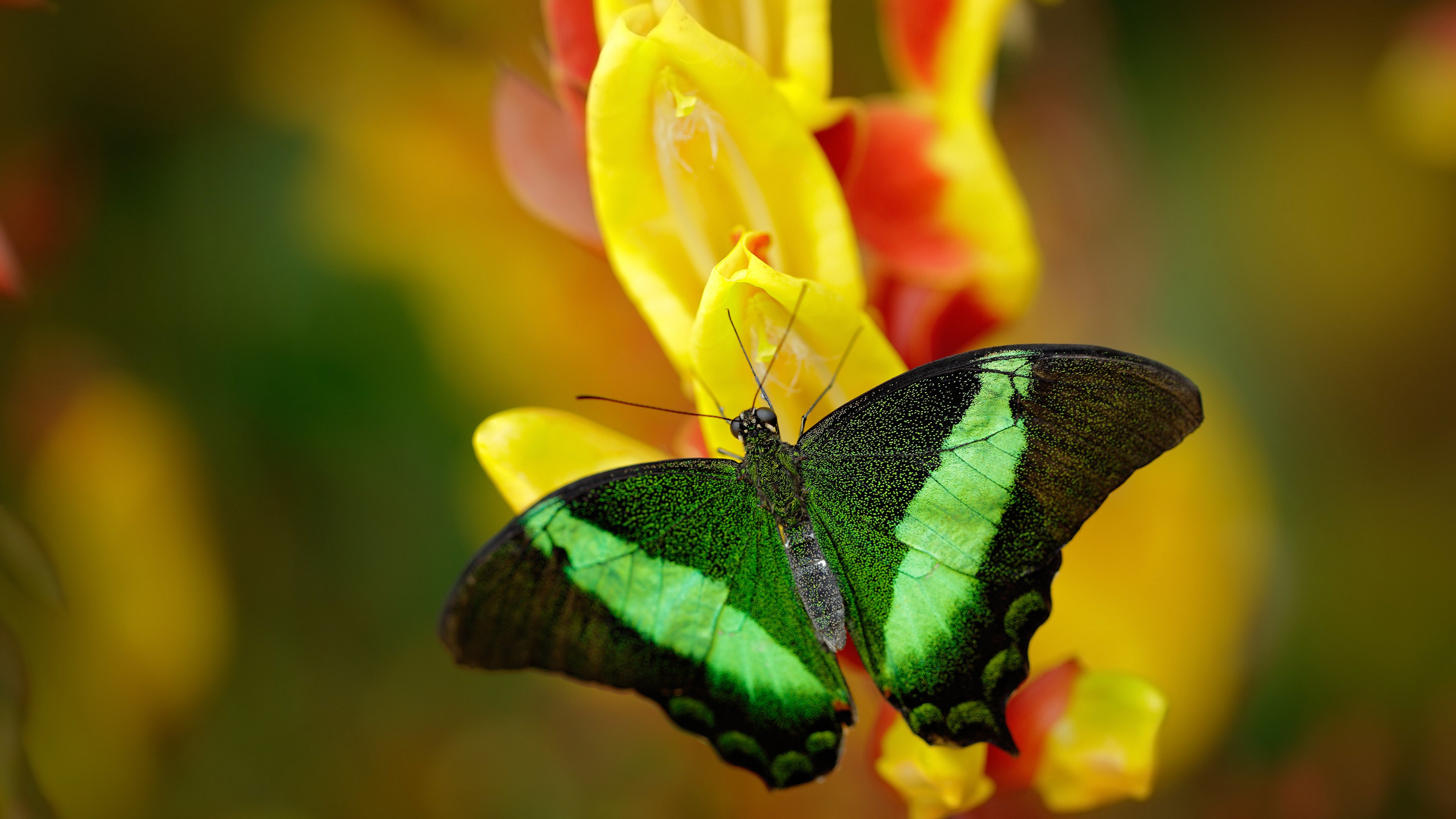 福克斯末节19分逆天改命，独行侠靠什么笑到最后？